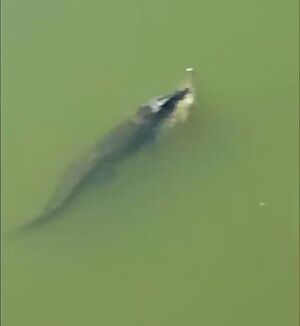 Massive Saltwater croc eating a Freshwater croc